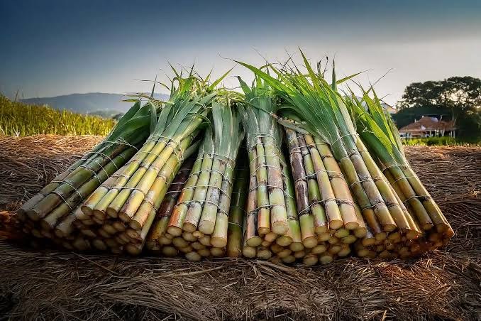 Sugar cane harvest, part of AT & IA's agriculture division